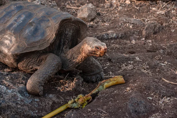 Una Vista Delle Galapagos Tartaruga Gigante Che Gode Della Luce — Foto Stock