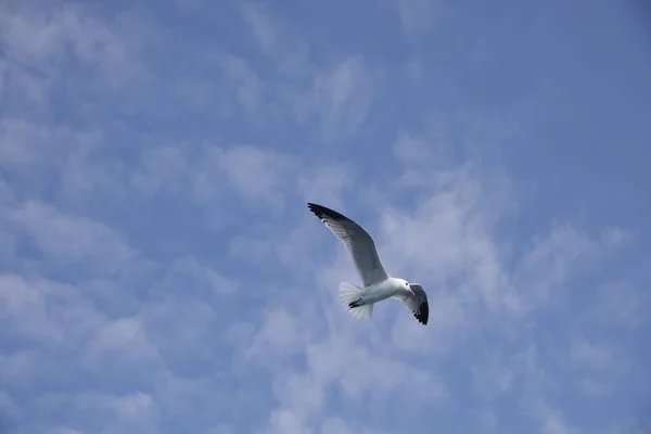 Средиземноморская Чайка Летит Голубом Небе — стоковое фото