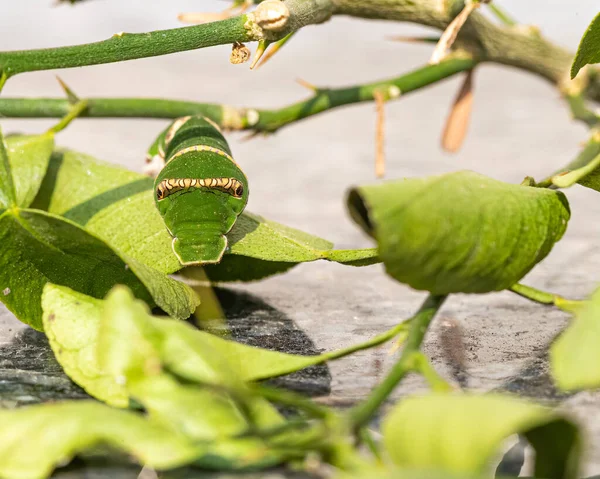 Framifrån Lime Butterfly Kalk Växt — Stockfoto