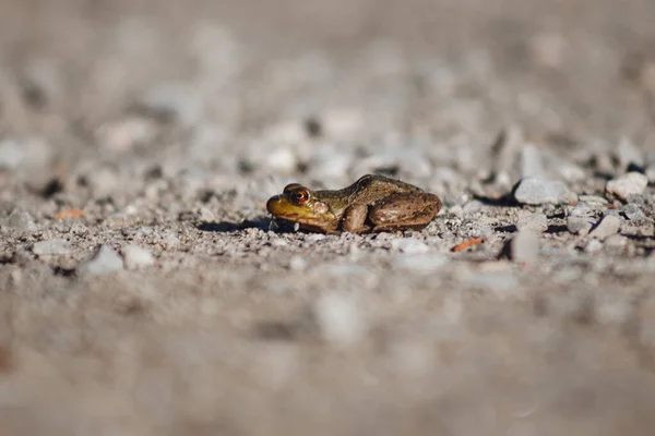 一只小青蛙在岩石上的特写 — 图库照片