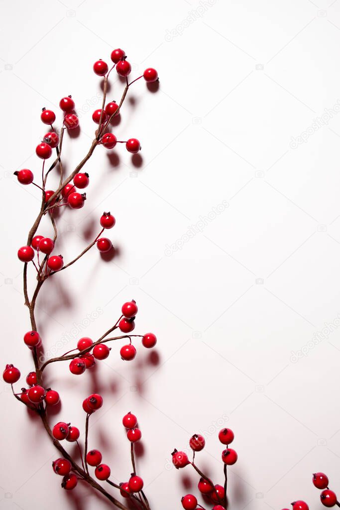 The decorative red berry branches on white background