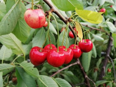 Yeşil yapraklı organik kiraz büyümesi