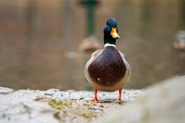 Gölün kenarında seçici bir erkek yaban ördeği.