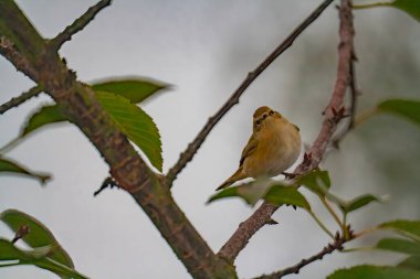 Dala tünemiş basit bir chiffchaff 'a yakın çekim. Phylloscopus collybita.