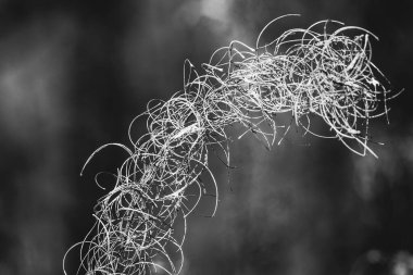 Bahçedeki siyah beyaz renklerde kurumuş bir bitkinin seçici odak noktası.