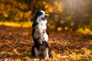 Ormanda sevimli bir köpek