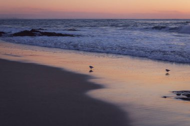 Gün batımında sahilde iki kuşun güzel manzarası.