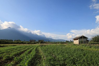 Yunnan, Çin 'de yeşil bir arazinin güzel bir manzarası.