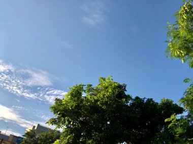 Güneşli bir günde ağaçların ve güzel gökyüzünün alçak açılı bir görüntüsü.