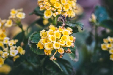 Bahçede bulanık doğal bir arka planda seçilmiş lantanas çiçekleri.