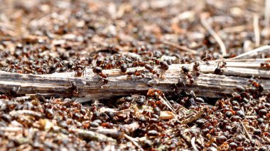 Karınca grubunun yakın çekimi.