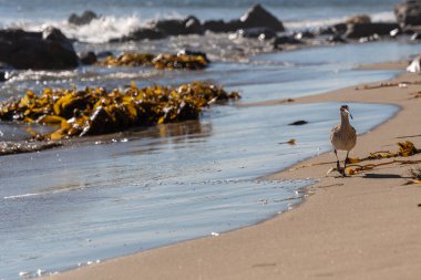 Güneşli bir günde Malibu 'nun kumlu sahillerinde yürüyen bir kuş.