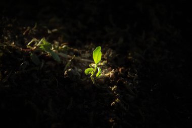 İlkbaharda açan bir çiçeğin yakın plan çekimi.