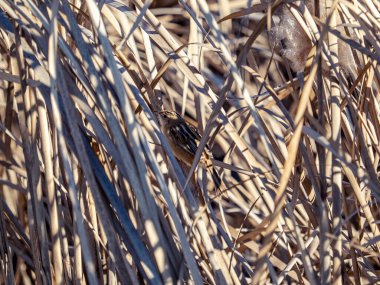 Japonya 'nın Yokohama kentindeki kurutulmuş çimenlere tünemiş yelpaze kuyruklu küçük bir sistikolanın yakın çekimi.