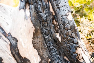 Doğanın arka planında ağaç kabuğunun yakın plan çekimi.