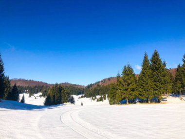 Soğuk bir kış gününde karla kaplı, yemyeşil bir ormanın manzarası.