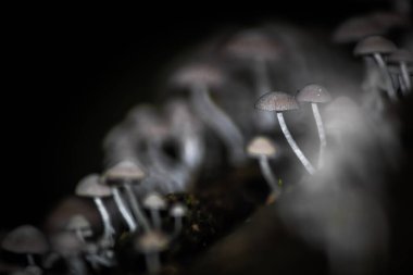 Bulanık bir arkaplanda gri tonda izole edilmiş bir grup küçük mantarın güzel bir görüntüsü.