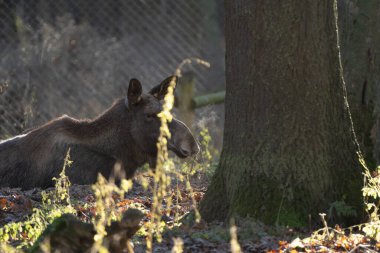 Güneşli bir ormanda yerde yatan geyik ya da geyiğin yan görüntüsü.