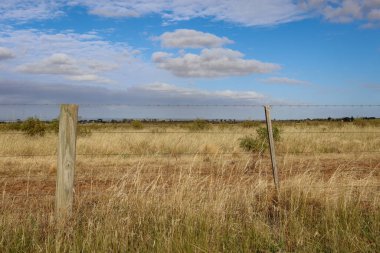 Güneşli bir yaz gününde güzel bir orman manzarası