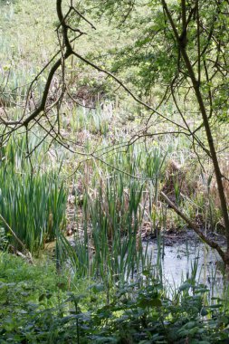 Gölette güzel bir su bitkisi görüntüsü.