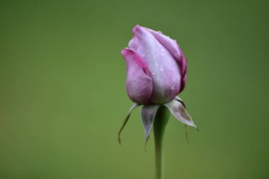 Çiyli pembe bir gül goncası