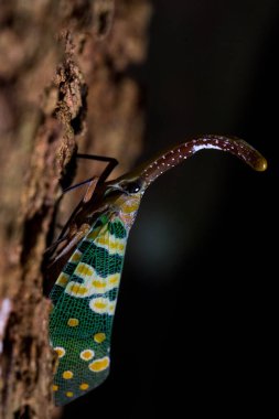 Bir Fulgoridae 'ye yakın plan siyah arka planda bir ağaçta