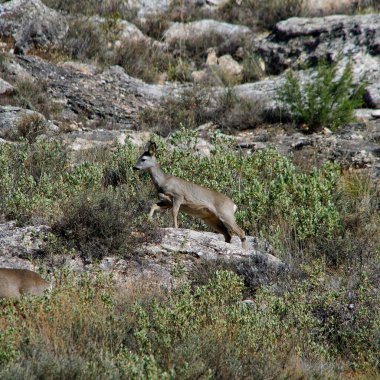 Güneşli bir günde kayalık bir ormandaki bir Roe geyiğinin manzarası.