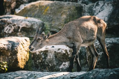 Güneşin altındaki bir dağın kayasında güzel bir keçi manzarası.