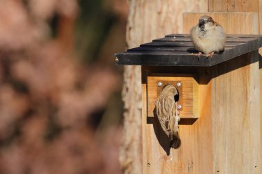 Kuş evindeki serçelerin yakın plan çekimi. Passer domesticus.