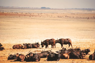 Afrika 'da ormanda yürüyen antilopların yakın çekim görüntüleri.