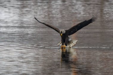 Norwich, Connecticut 'taki Thames Nehri üzerinde uçan kel bir kartal (haliaeetus leucocephalus)