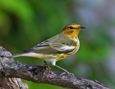 Bir dalda ötleğen kuşu seçici