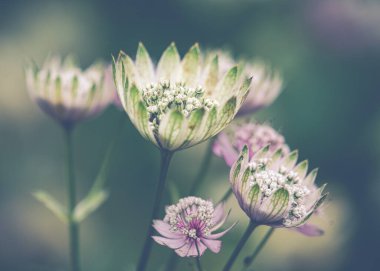 Gizli Malikane Bahçesi 'ndeki Büyük Üstat ya da Astrantia Major' ın seçici odak noktası.