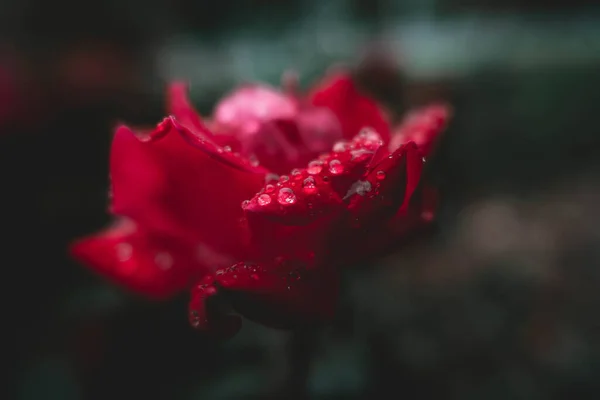 Selective Focus Red Rose Dew — Stock Photo, Image