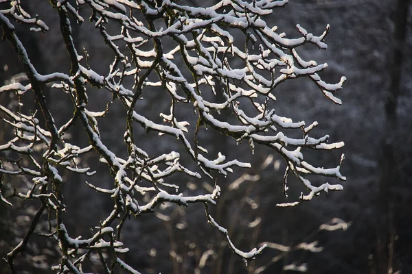 Wybiórcze Ujęcie Ostrości Pokrytych Śniegiem Gałęzi — Zdjęcie stockowe
