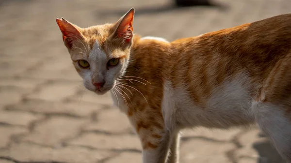 Eine Arabische Mau Katze Läuft Auf Einer Straße — Stockfoto