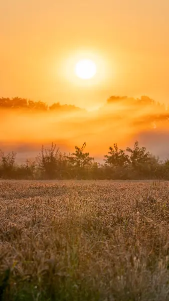 Tiro Vertical Campo Trigo Atardecer — Foto de Stock