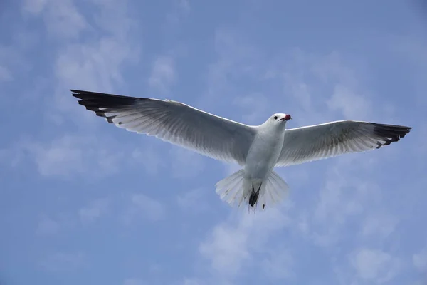 Крупный План Средиземноморской Чайки Летающей Голубым Небом — стоковое фото