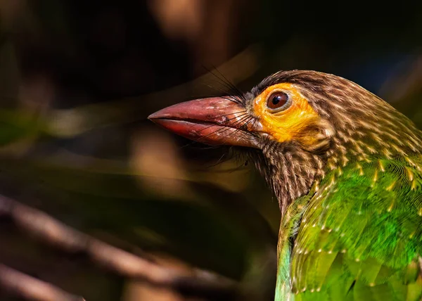 Brown Headed Barbet a close up in golden light