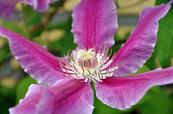 Clsoeup Foto Van Roze Bloem — Stockfoto