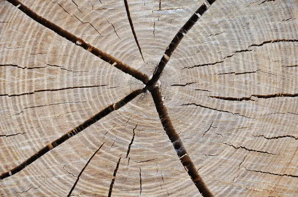 木の質感のクローズアップ写真 — ストック写真