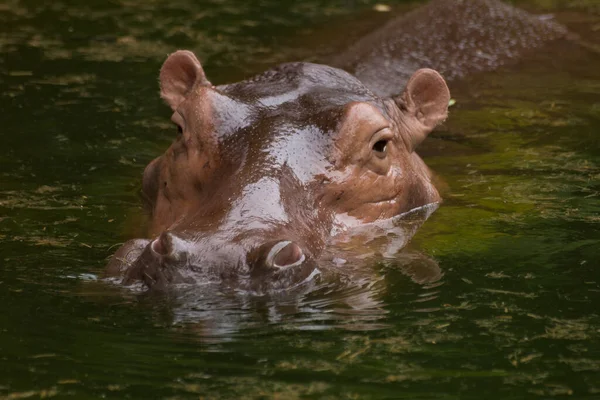 Zbliżenie Ujęcia Hipopotama Jeziorze Korat Zoo Tajlandii — Zdjęcie stockowe