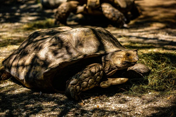 Closeup Shot Big Turtle Slowly Walking Grass Shadows — Stock Photo, Image