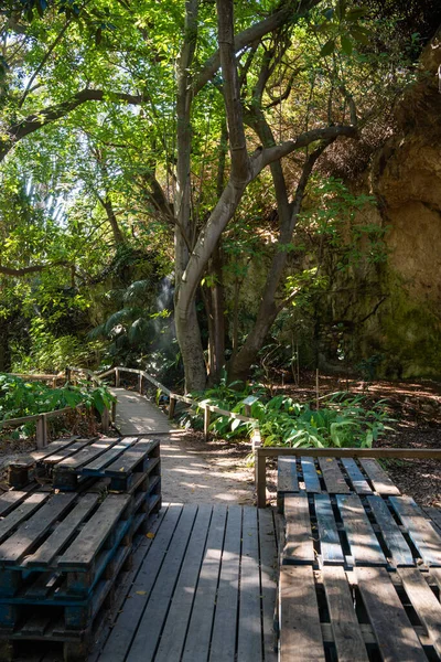 Tiro Vertical Ponte Madeira Estreita Cercada Por Árvores Jardim Botânico — Fotografia de Stock