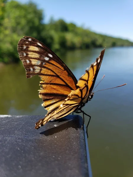Sélectif Papillon Avec Des Demi Ailes Près Lac — Photo