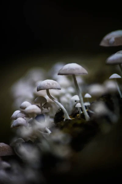 Vertical Shot Bunch Small Mushrooms Isolated Blurred Background — Stock Photo, Image