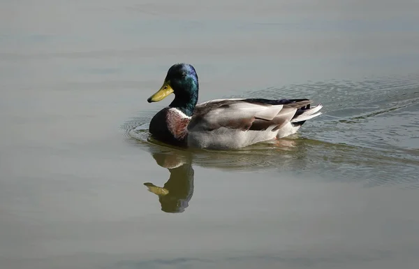 Vue Panoramique Canard Colvert Mâle Nageant Dans Lac — Photo