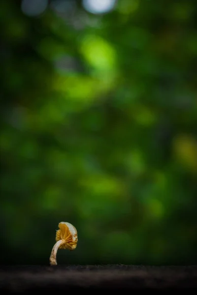 Ένα Όμορφο Πλάνο Ενός Μικρού Μανιταριού Απομονωμένο Ένα Θολό Φόντο — Φωτογραφία Αρχείου