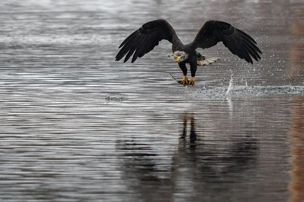 Águila Calva Con Peces Capturados Volando Sobre Río Támesis Norwich —  Fotos de Stock