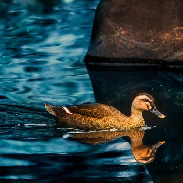 Une Photo Canard Bec Tacheté Nageant Dans Lak — Photo